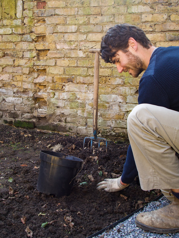 How to prepare your border for planting